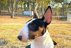 Aussietare
