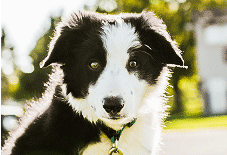 Border Collie Adult