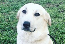 Anatolian Lab