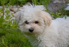 Bolognese Puppy