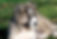 Caucasian Shepherd - Puppy
