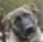 Brindle
