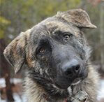 Brindle