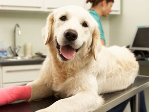dog with a red bandage on its paw