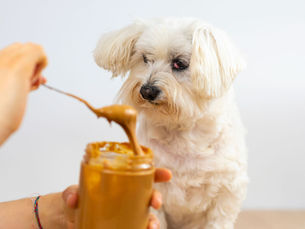 dog looking at a jar of peanut butter