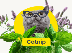 cat in glasses with catnip