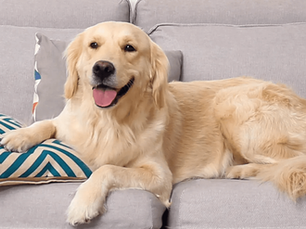 happy dog with a cushion