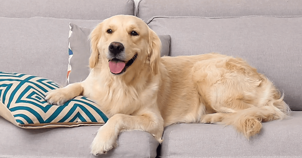 16 Interesting Facts About Golden Retrievers
