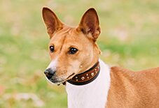 Basenji Adult