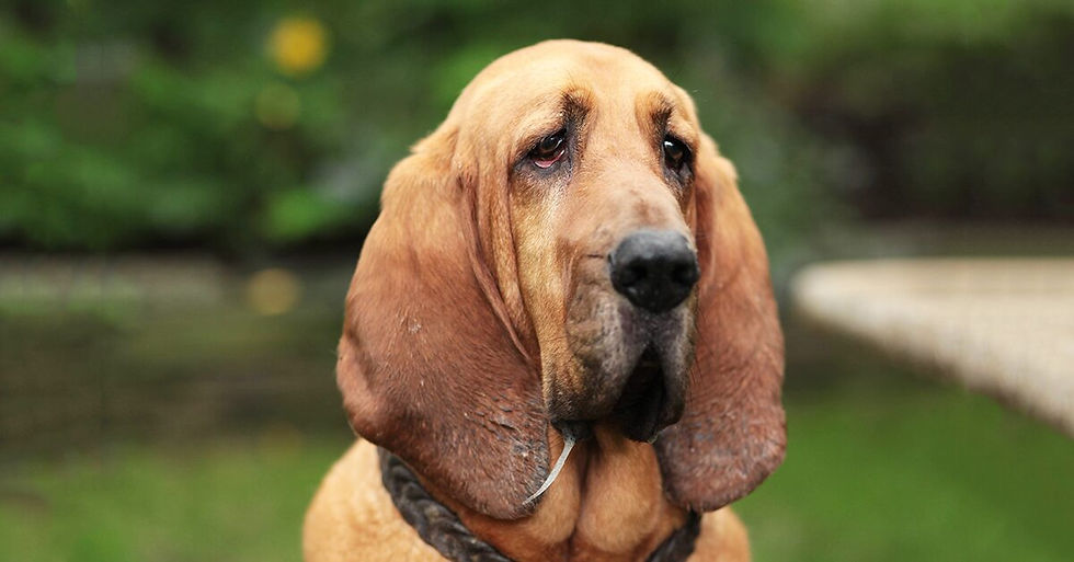 Bloodhound