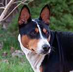 Black, Tan & White