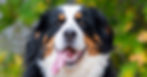 Bernese Mountain Dog