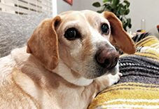 Corgi Basset