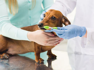 dog getting its teeth brushed
