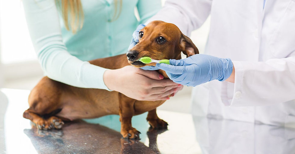 Does Pet Insurance Cover Dental?