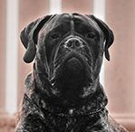 Bullmastiff Fawn Brindle