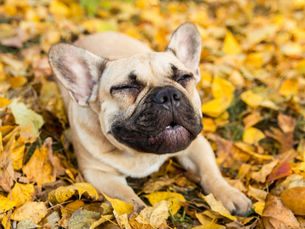 french bulldog surrounded by fallen leaves