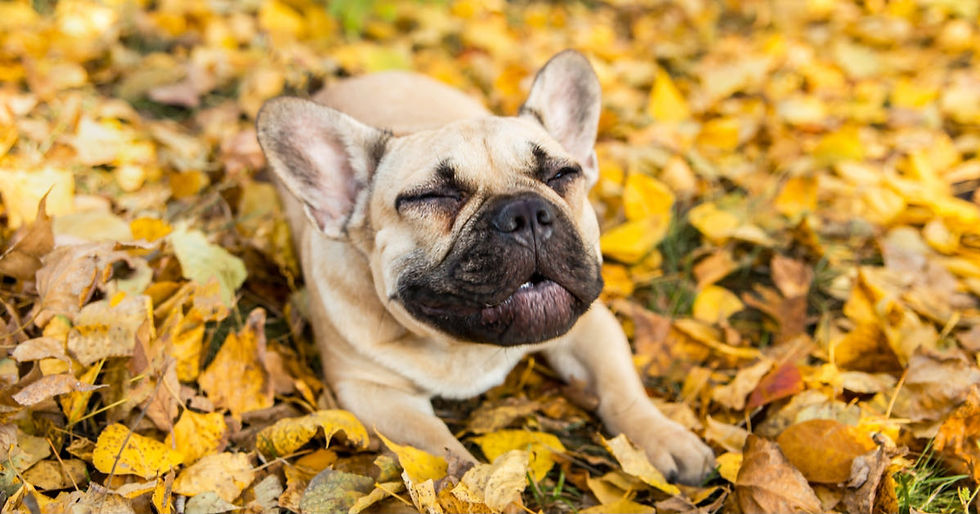 16 French Bulldog Facts That Will Make You Love Them Even More