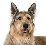 Brindle with Brown Dominant