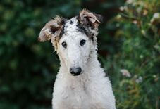 Borzoi Puppy