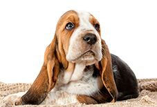 Basset Hound Puppy
