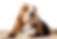 Basset Hound Puppy