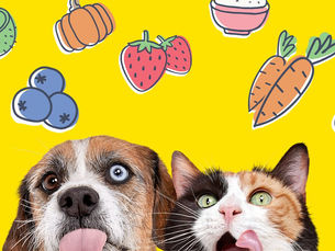 dog and cat looking hungry