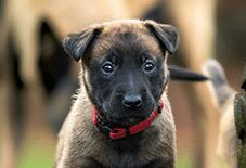 Belgian Malinois Puppy