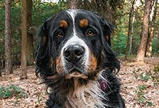Bernese Mountain Dog Senior