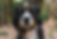 Bernese Mountain Dog Senior