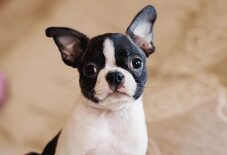 Boston Terrier Puppy