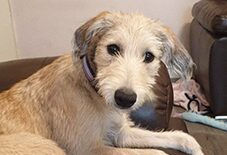 Berger Picard Lurcher Mix