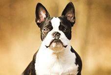 Boston Terrier Senior