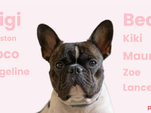 dog with many names