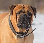 Bullmastiff Red