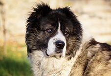 Caucasian Shepherd - Adult