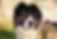 Caucasian Shepherd - Adult