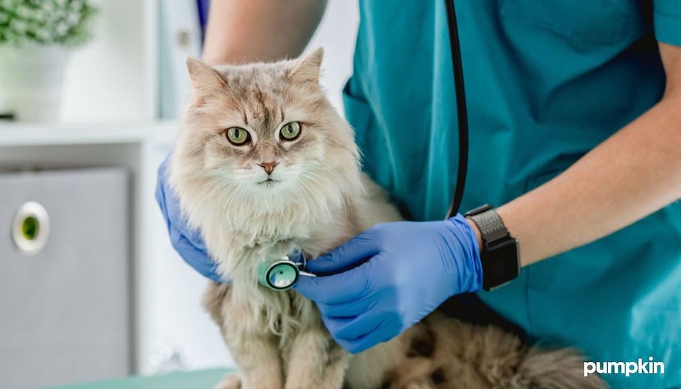 Veterinarian in blue scrubs and gloves uses stethoscope on calm fluffy cat in clinic.