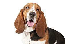 Basset Hound Adult