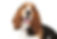 Basset Hound Adult
