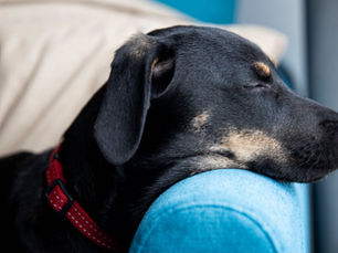 black dog sleeping on blue sofa