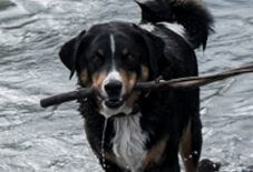 Berger Picard Appenzeller Sennenhund Mix