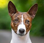 Brindle & White