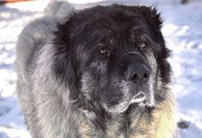 Caucasian Mastiff