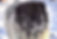 Caucasian Mastiff