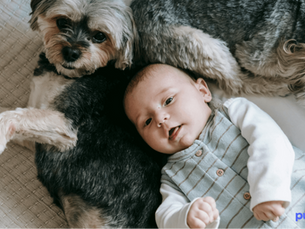 two dogs with a baby