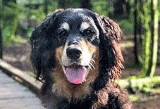 Golden Mountain Dog