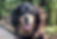 Golden Mountain Dog