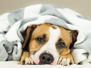 Can Dogs Get the Flu?
