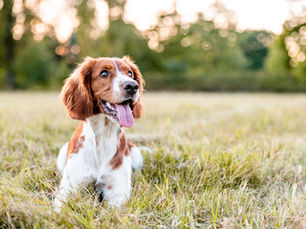 happy dog sitting in field
